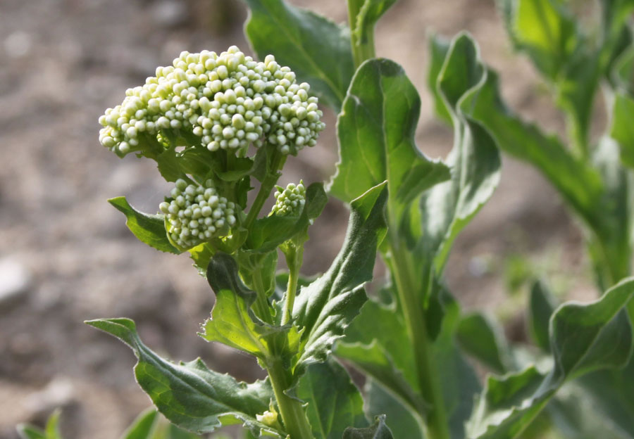 Lepidium draba (=Cardaria draba)